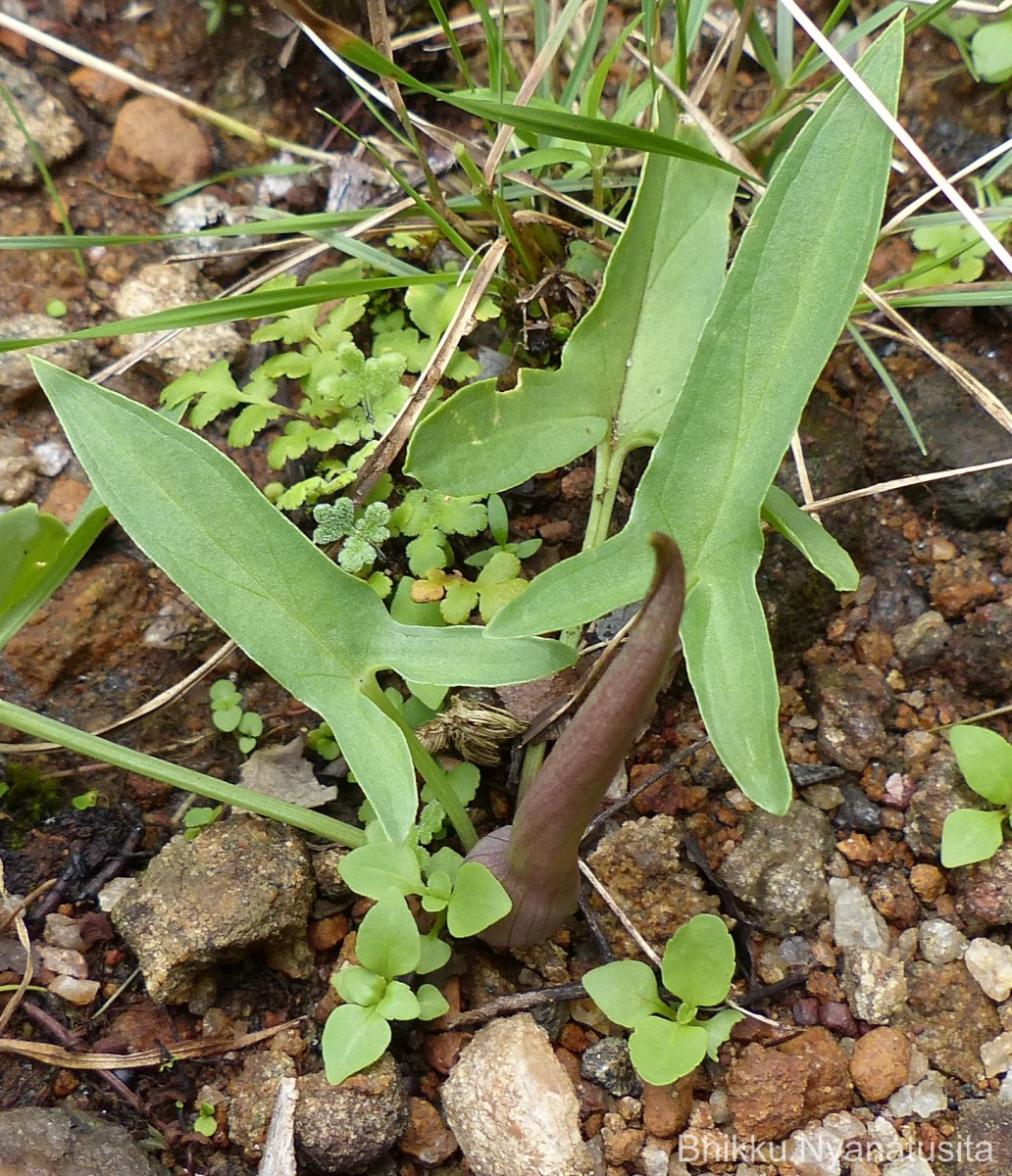 Typhonium roxburghii Schott